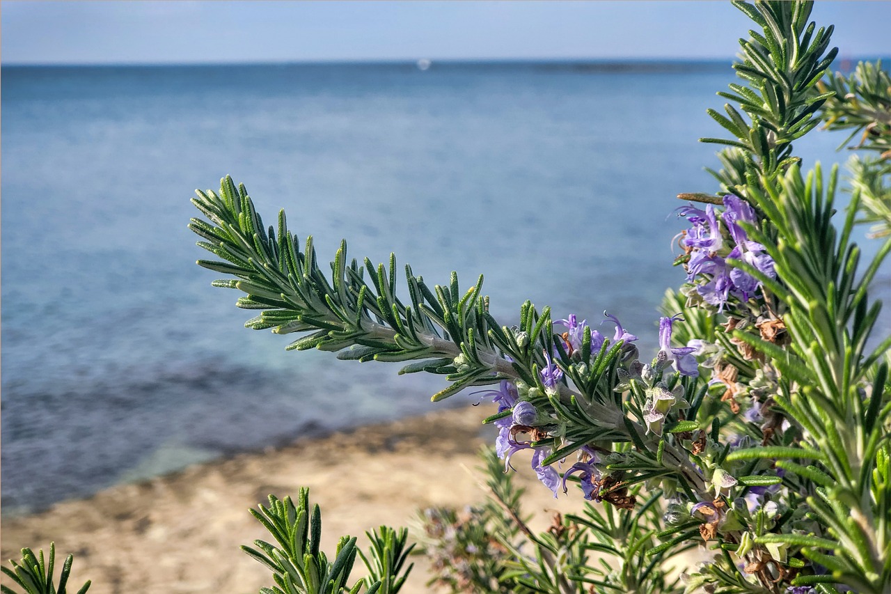 https://cdn.pixabay.com/photo/2021/11/16/21/54/herb-6802127_1280.jpg