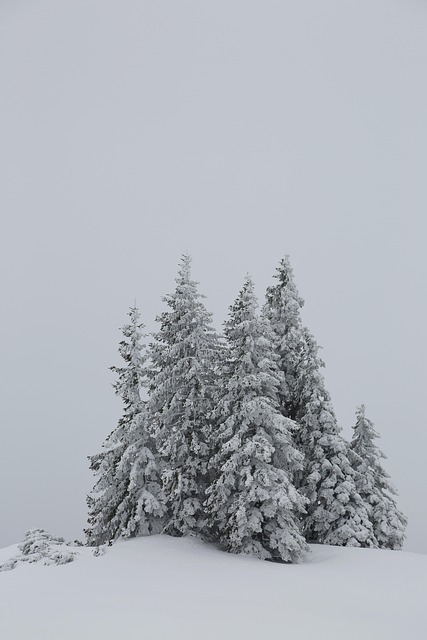Bäume, Natur, Winter, Jahreszeit