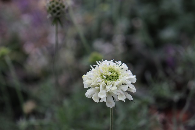Free Flower Bloom photo and picture