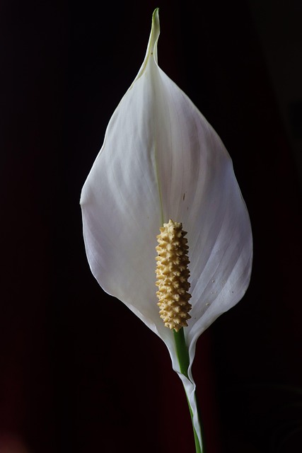 Free Flower White Flower photo and picture