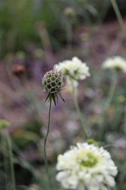 Free Flowers Wildflowers photo and picture