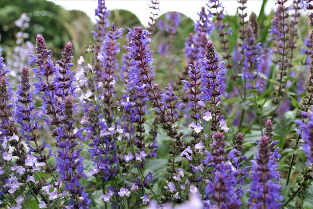 Free Lavender Flowers photo and picture