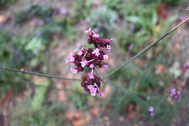Free Pink Flowers Blossom photo and picture