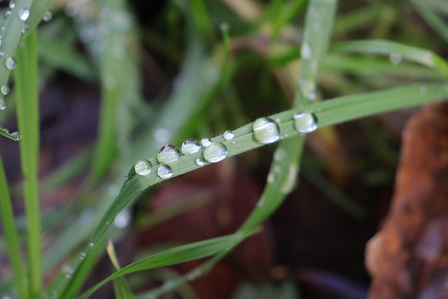 Free Blade Of Grass Raindrop photo and picture