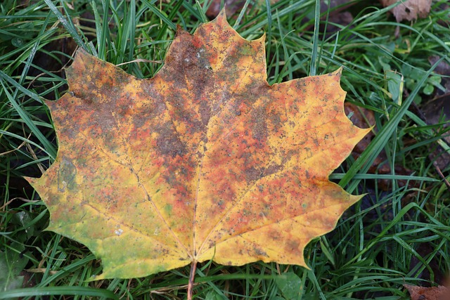 Free Maple Maple Leaf photo and picture