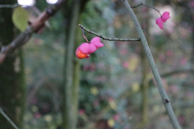 Free Berry Nature photo and picture