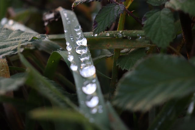 Free Blade Of Grass Raindrops photo and picture