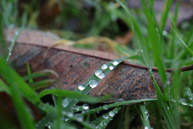 Free Raindrop Rain photo and picture