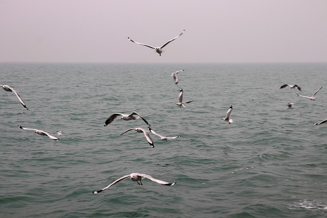 Fotografie, Bangladesch, Vögel