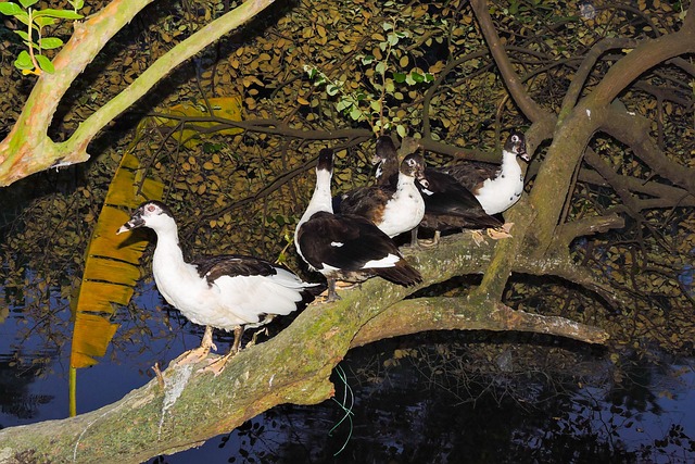 Bangladesch, Tier, Vögel
