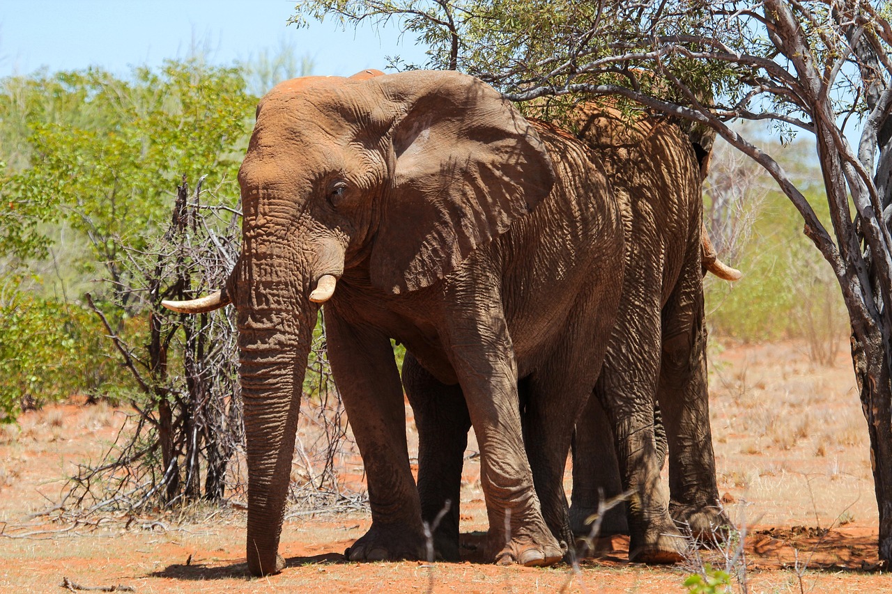 Elephant Animal Mammal African - Free photo on Pixabay - Pixabay