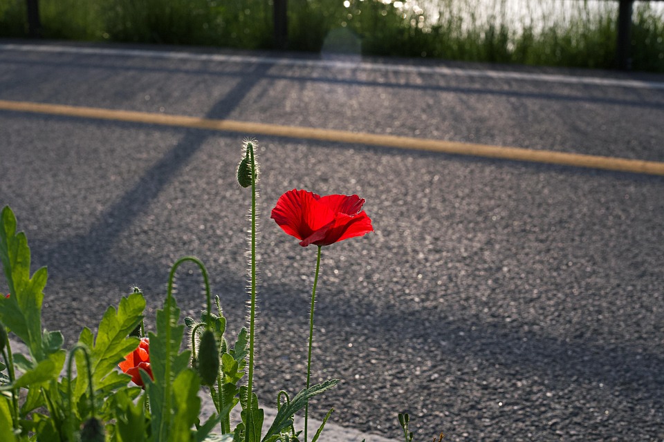 Flower Poppy Road - Free photo on Pixabay