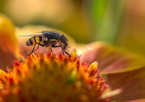 Free Bee Insect photo and picture