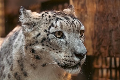 Free Snow Leopard Leopard photo and picture