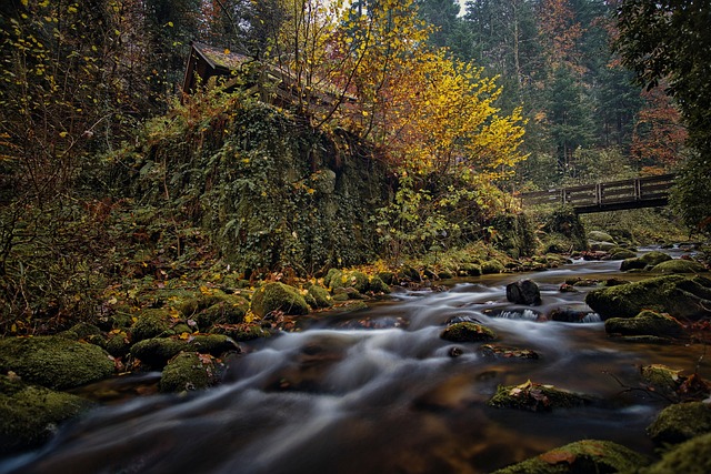 Free River Forest photo and picture