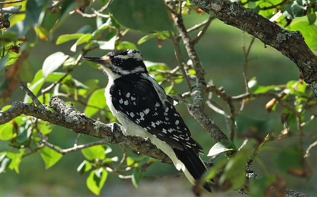 Free Woodpecker Bird photo and picture