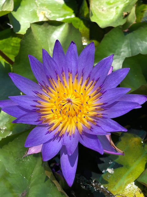 Free Water Lily Flower photo and picture