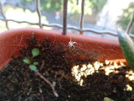 Free Cobweb Net Spider Weaver photo and picture