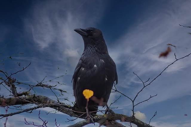 Rabe Foto Krähe Vogel Rabe - Kostenloses Foto auf Pixabay - Pixabay