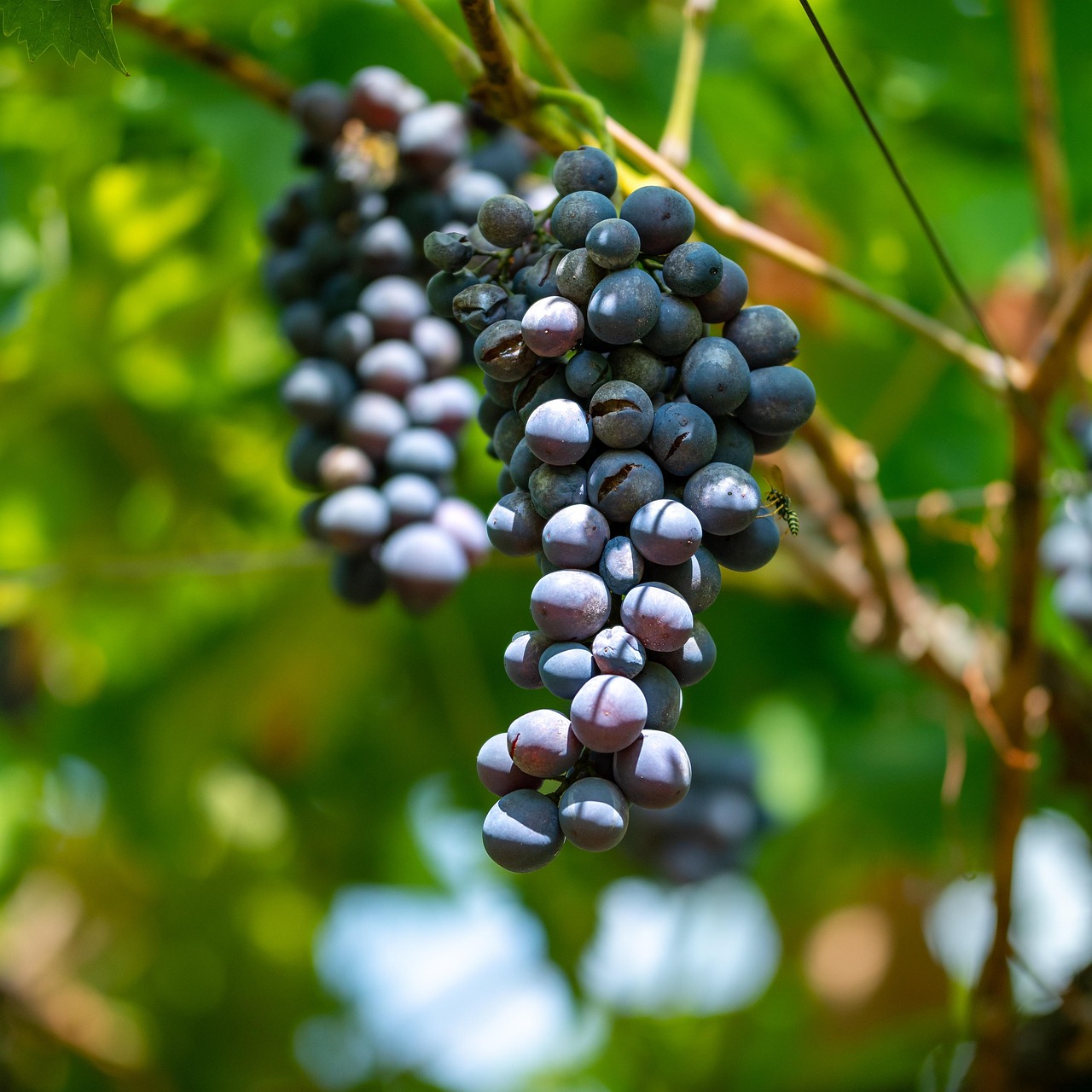 Grapes Fruits Food Free photo on Pixabay Pixabay