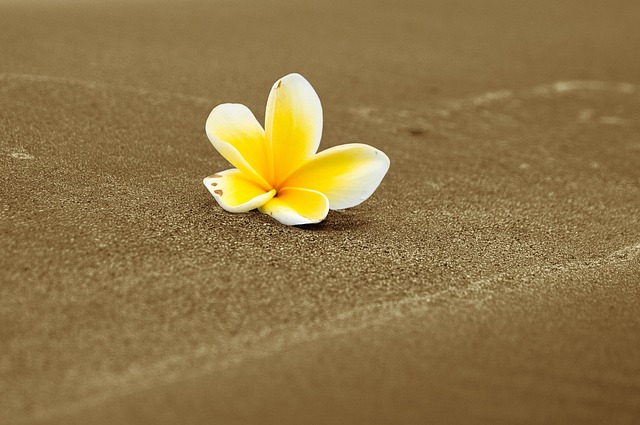 Free Plumeria Flower photo and picture