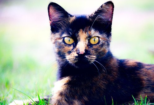 Katze, Haustier, Katzen, Tier, Pelz
