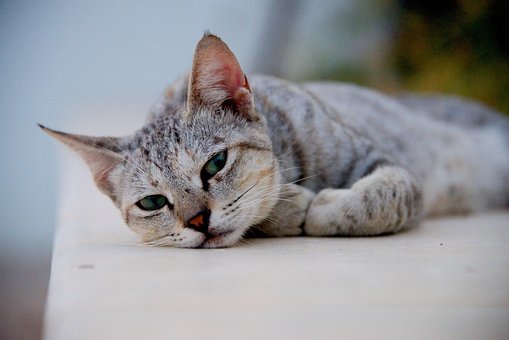 Katze, Natur, Haustier, Katzen, Tier
