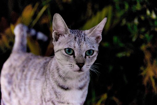 Katze, Haustier, Katzen, Tier, Pelz