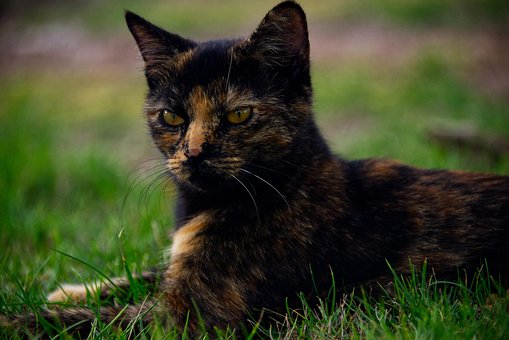 Katze, Haustier, Katzen, Tier, Pelz