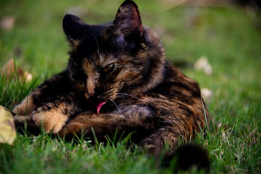 Katze, Haustier, Katzen, Tier, Pelz