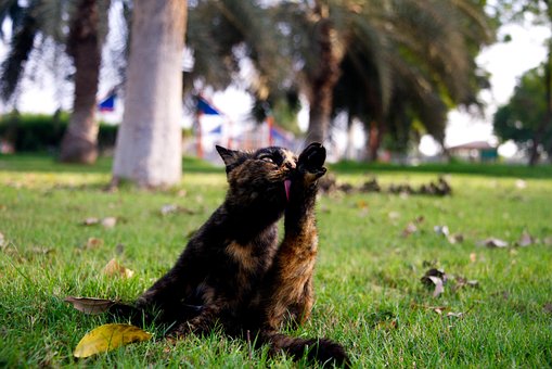 Katze, Haustier, Katzen, Tier, Pelz