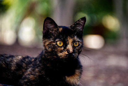 Katze, Haustier, Katzen, Tier, Pelz