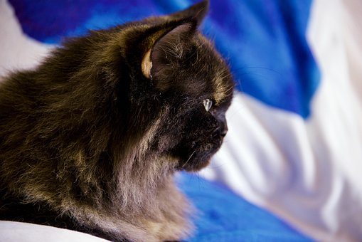 Katze, Haustier, Katzen, Tier, Pelz