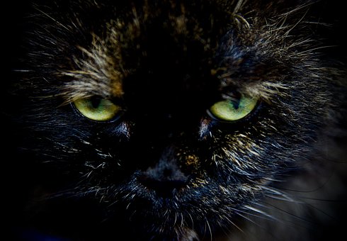 Katze, Haustier, Katzen, Tier, Pelz