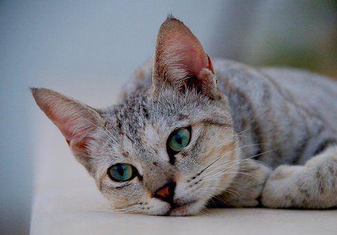 Katze, Haustier, Katzen, Tier, Pelz