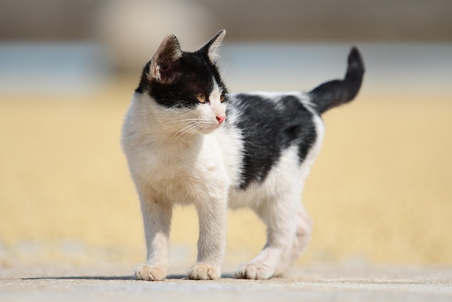 Free Cat Pet photo and picture
