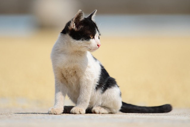 Gato, Bicho De Estimação, Felino, Animal