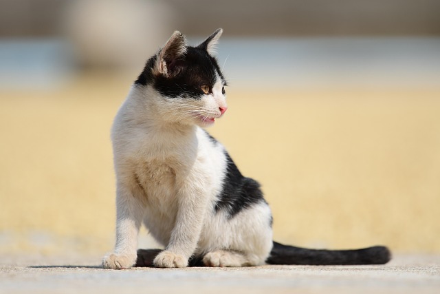 Free Cat Pet photo and picture