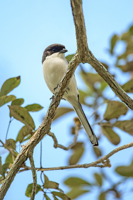 Free Bird Perched photo and picture