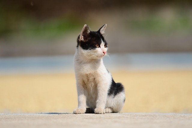 Free Cat Pet photo and picture