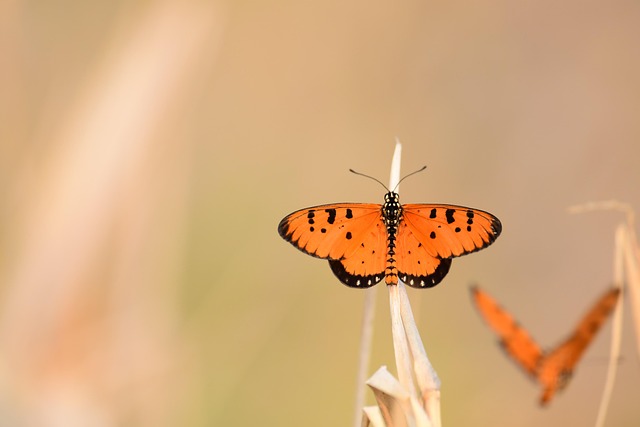 Free Butterfly Insect photo and picture