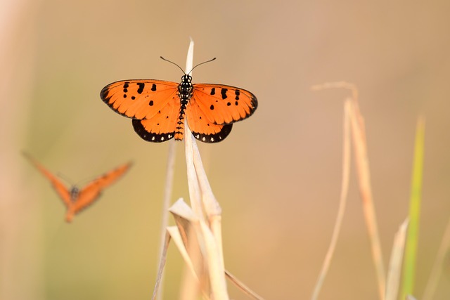 Free Butterfly Insect photo and picture