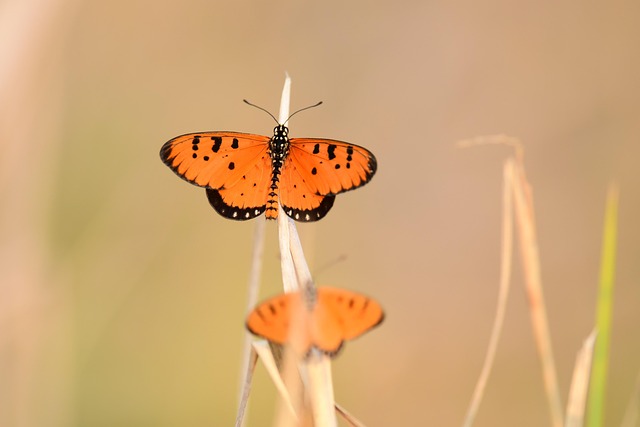 Free Butterfly Insect photo and picture