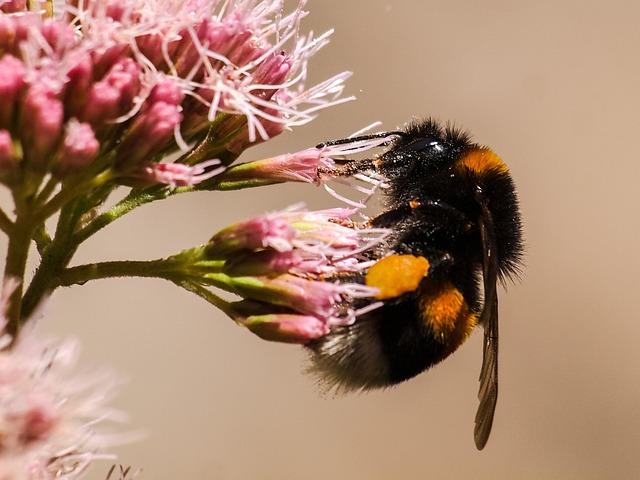 Free Bumblebee Bee photo and picture