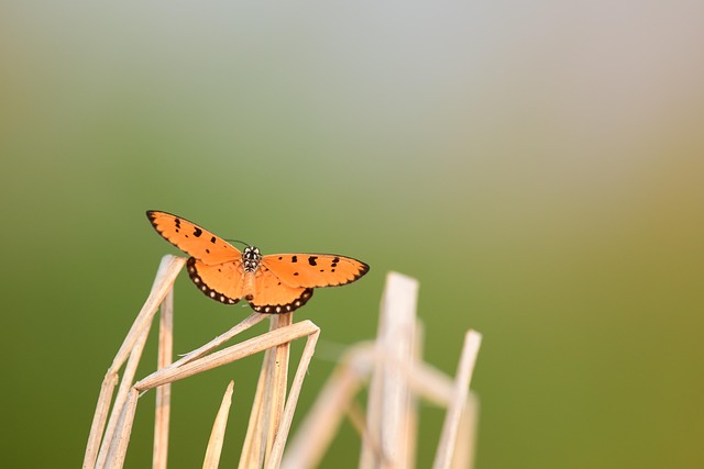Free Butterfly Insect photo and picture
