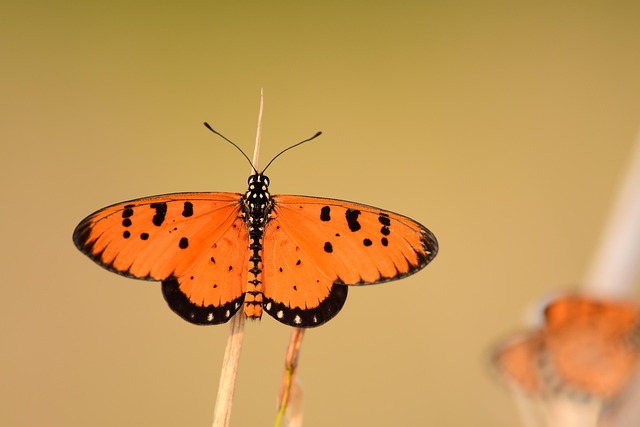 Free Butterfly Insect photo and picture