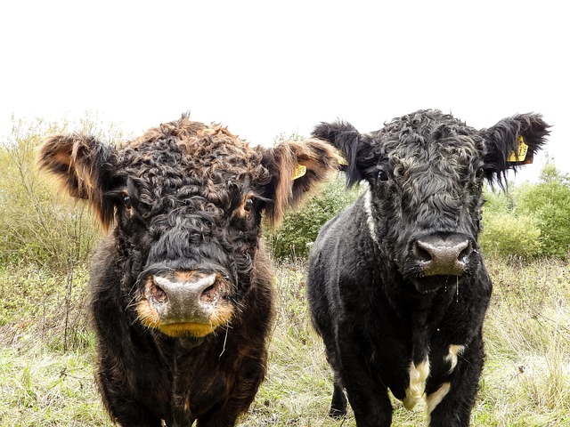 Free Galloway Beef photo and picture