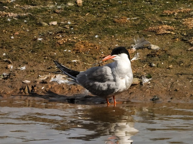 Free River Tern Tern photo and picture
