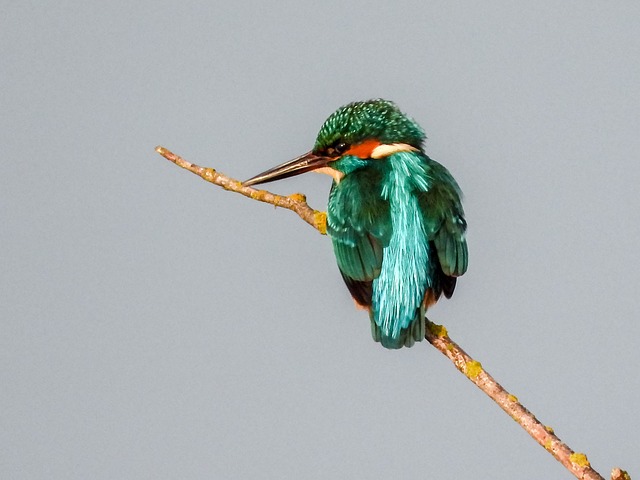 Free Kingfisher Bird photo and picture