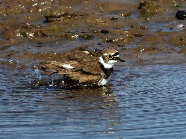 Free Bird Plover photo and picture